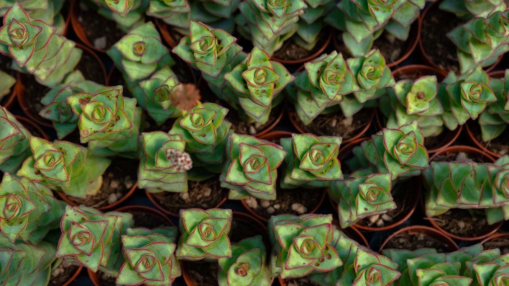 crassula perforata o planta acordeon