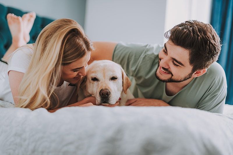 09 motivos no dormir perro cama