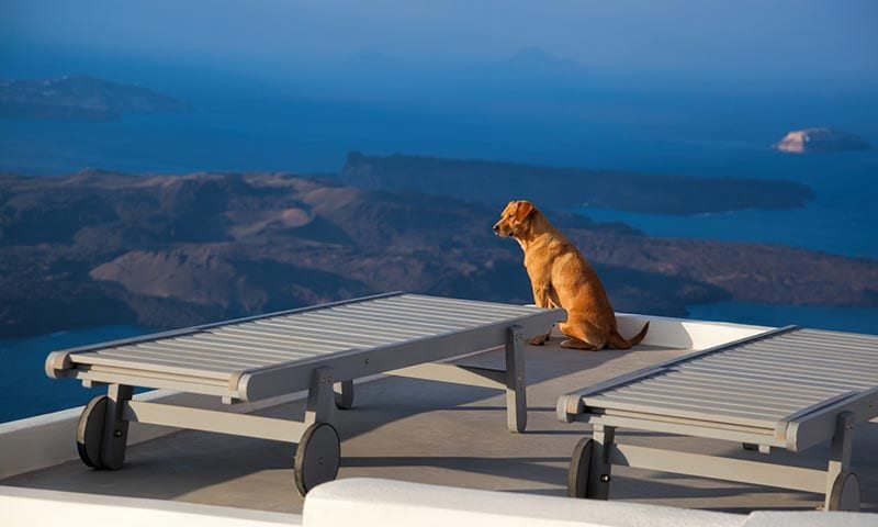 destinos para viajar con tu mascotas grecia