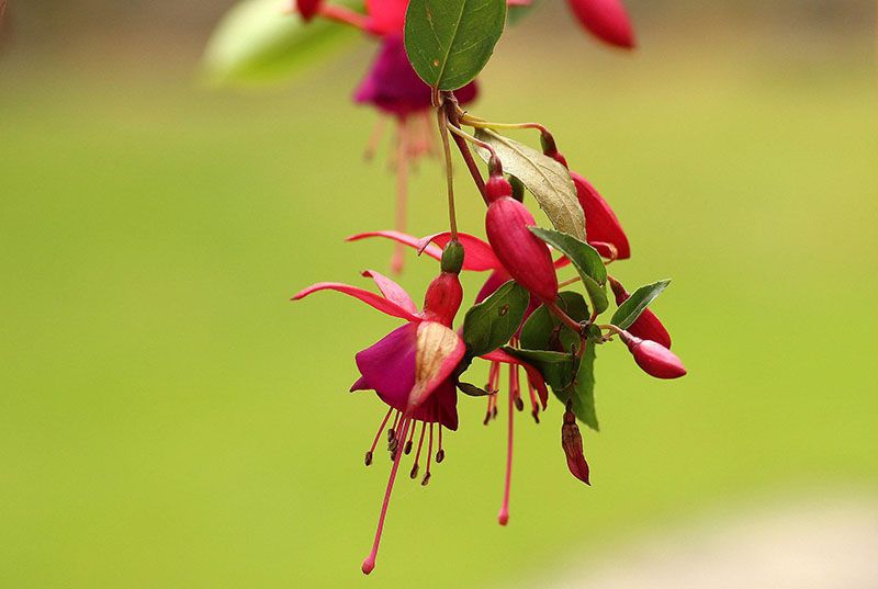 cultivo fucsia 9