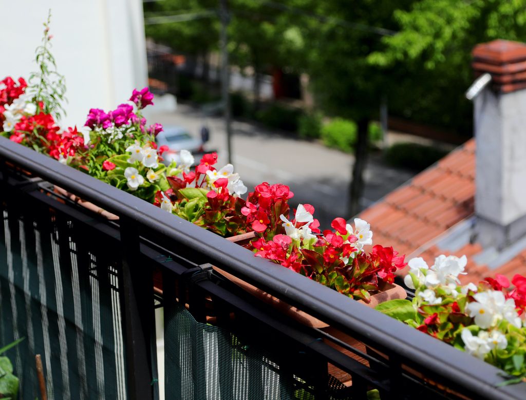 Begonia en balcón