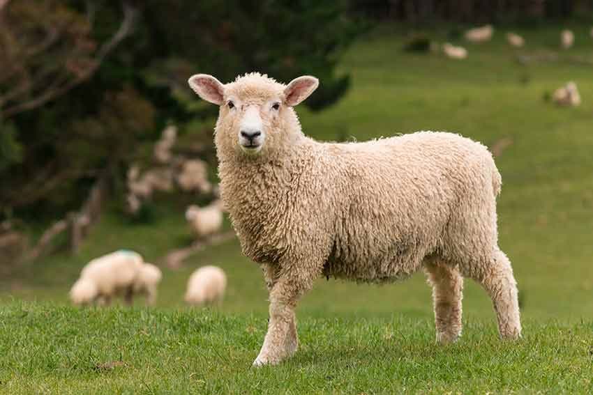 04 animales que menos duermen