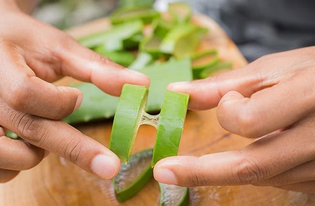 Aloe vera para aliviar el picor