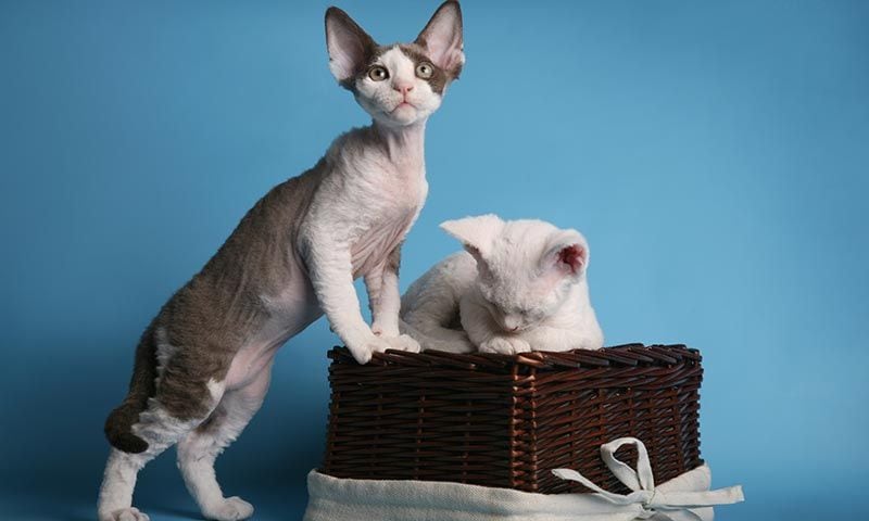 cornish rex