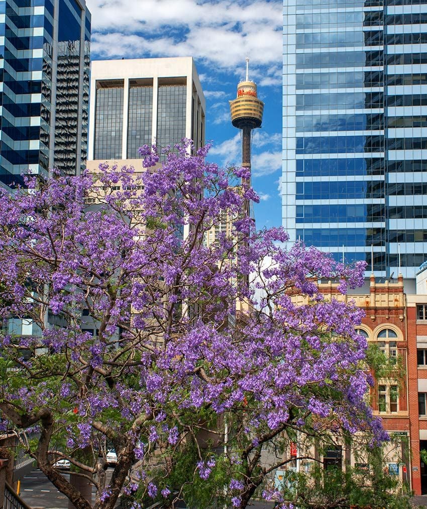 Sydney Tower, Australia