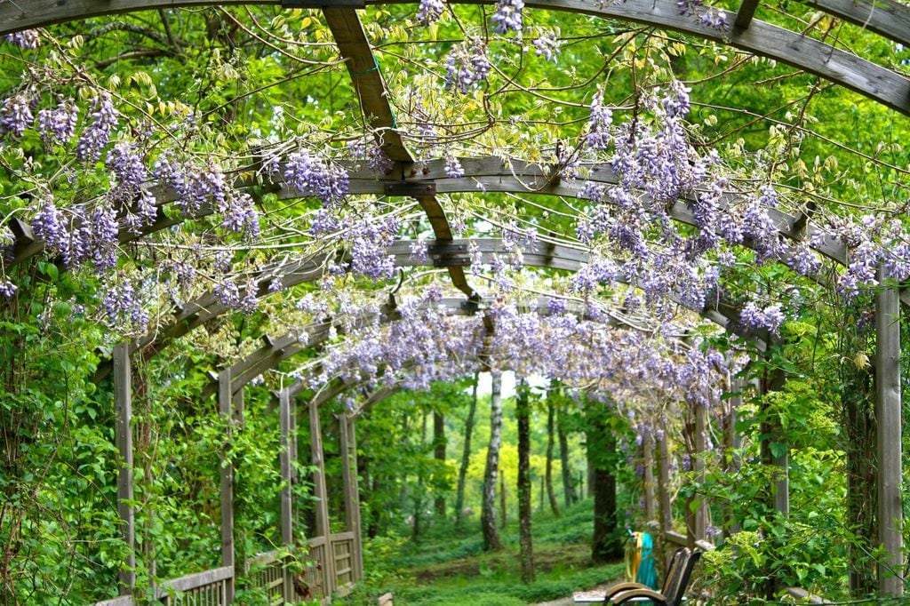 Pérgola vegetal con glicinias