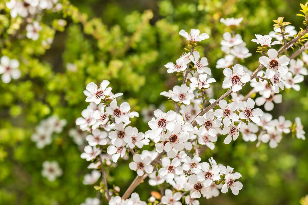 cultivo leptospermum 5