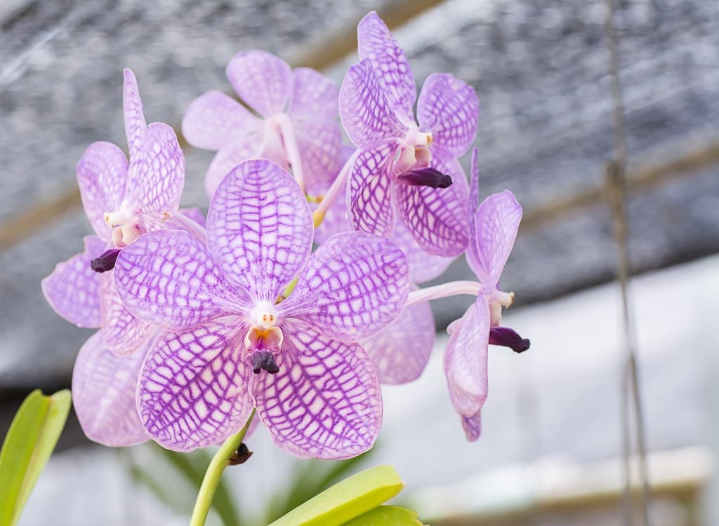 Orquídea Vanda de flores de color lila