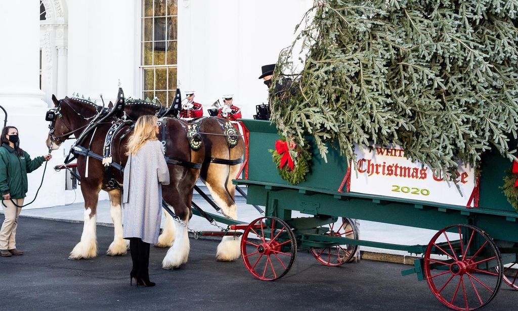 white house christmas tree