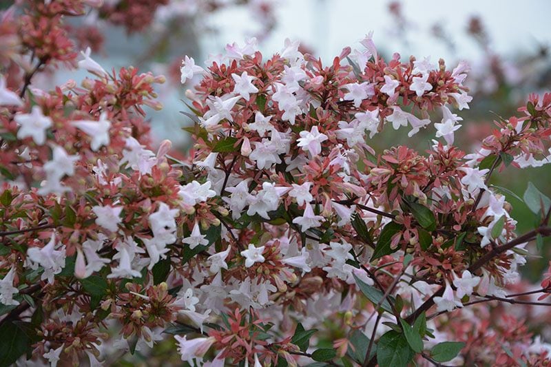 cultivo abelia 8