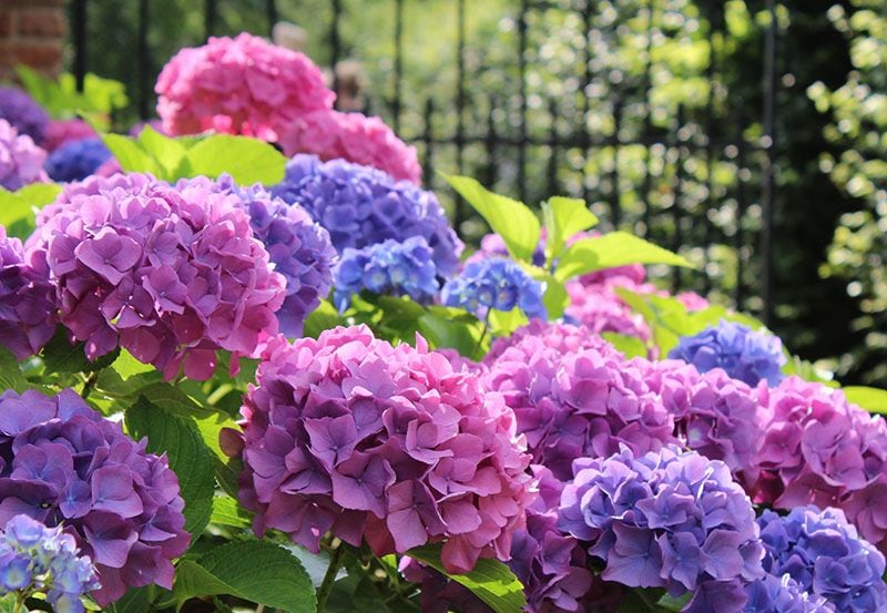 cultivar hortensias 5