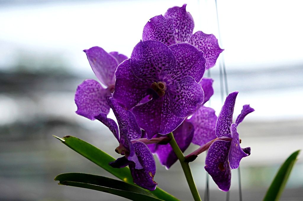 Orquídea Vanda de flores moradas