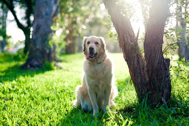 Golden Retriever