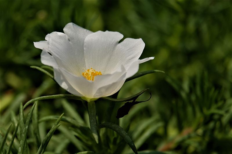 cuidados portulaca 09a