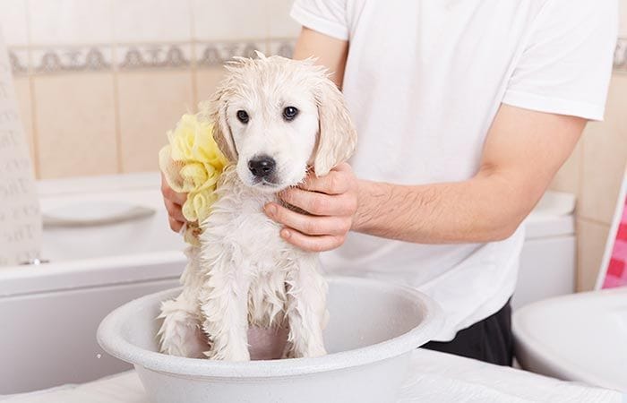 Cuando puedo bañar a mi cachorro