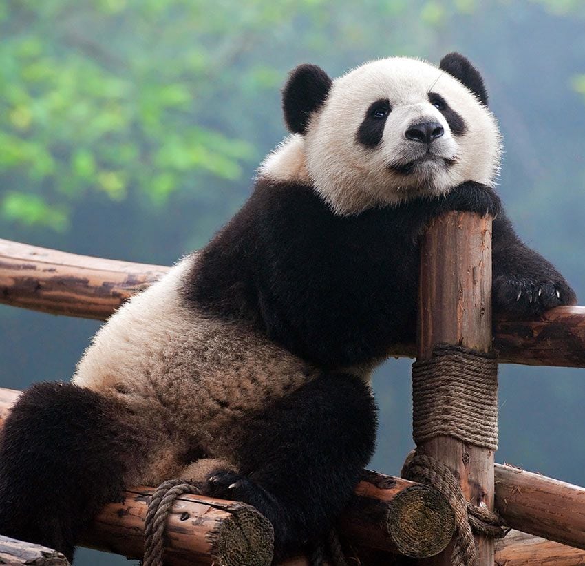 china Chengdu osos panda