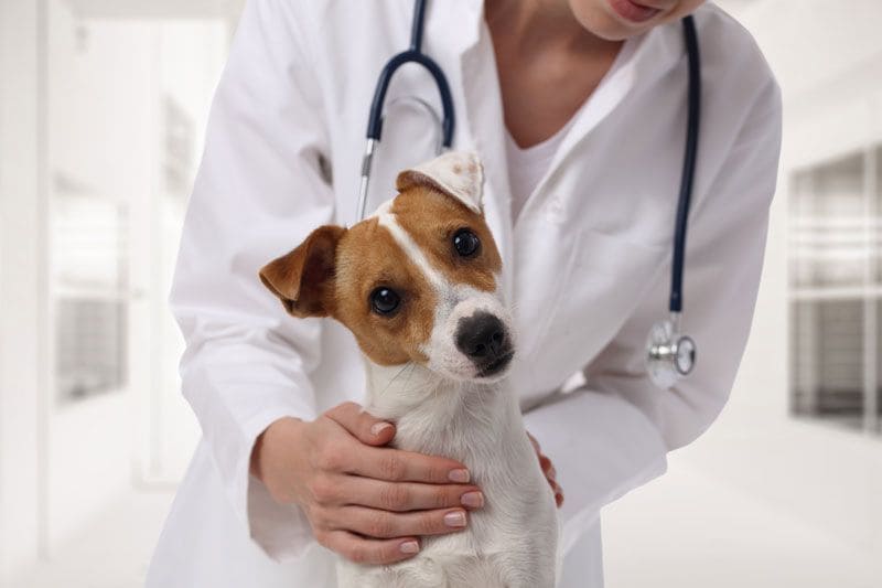 perro veterinario