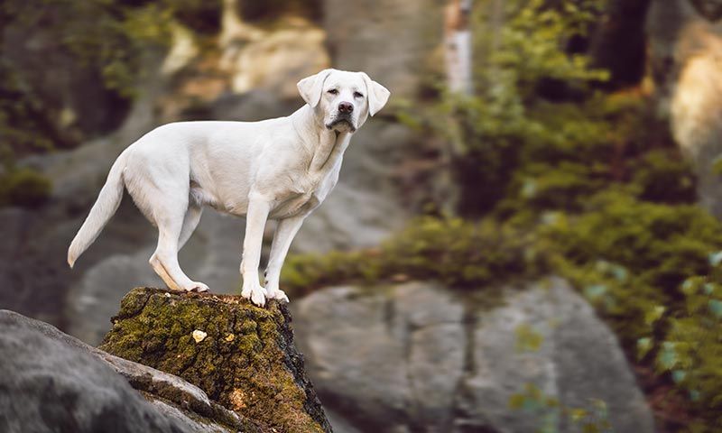 labrador retriever