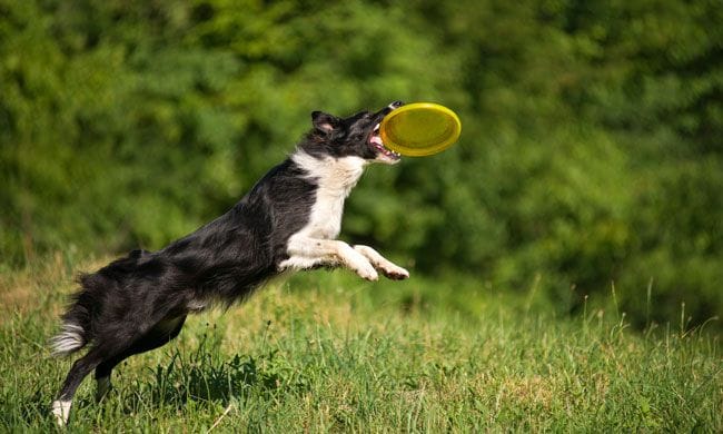 perro jugando disco volador