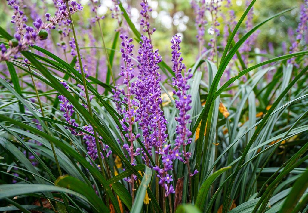 Liriope muscari en flor