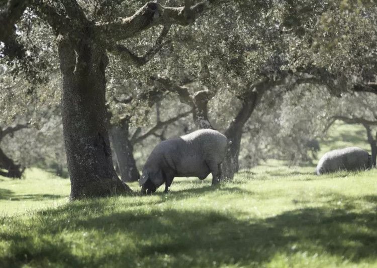 Los cerdos se alimentan de bellota, en la dehesa extremeña