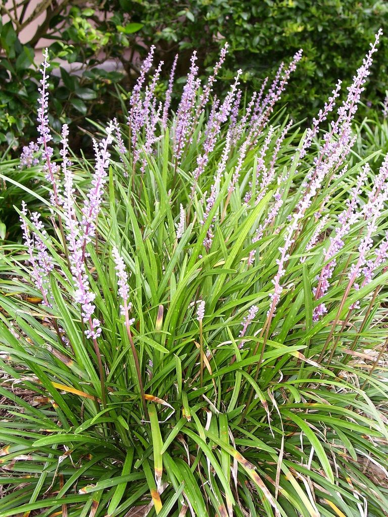 Liriope muscari