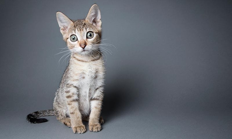 alimentos buenos para gato 1