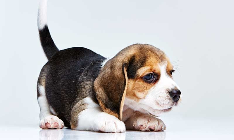 beagle