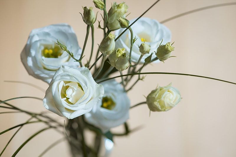 cultivar lisianthus 6