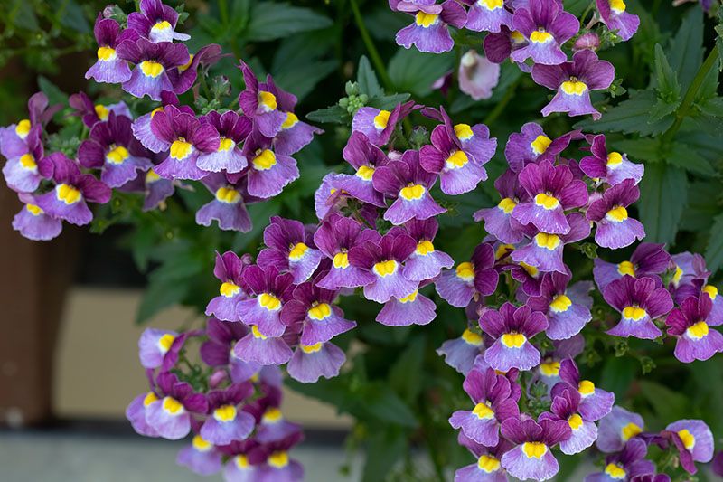 nemesia cuidados 2