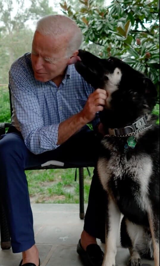 Joe Biden dog