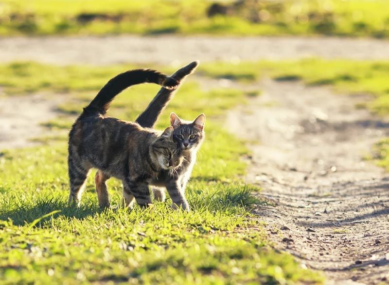 gato celoa