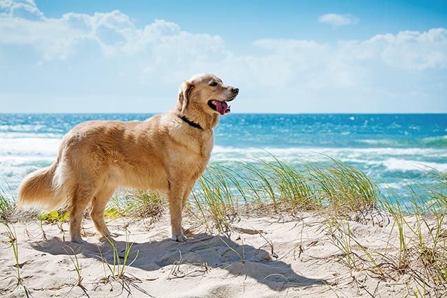 Golden retriever, el más famoso