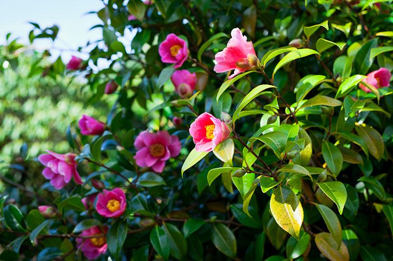 plantas acidofilas jardin 1