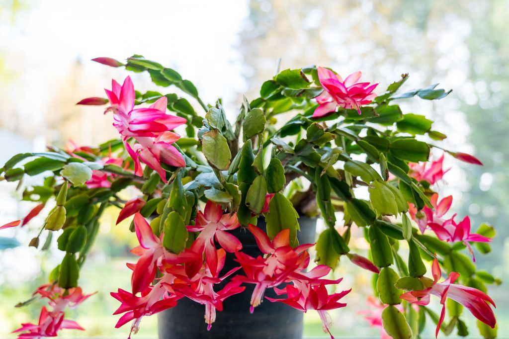  Schlumbergera