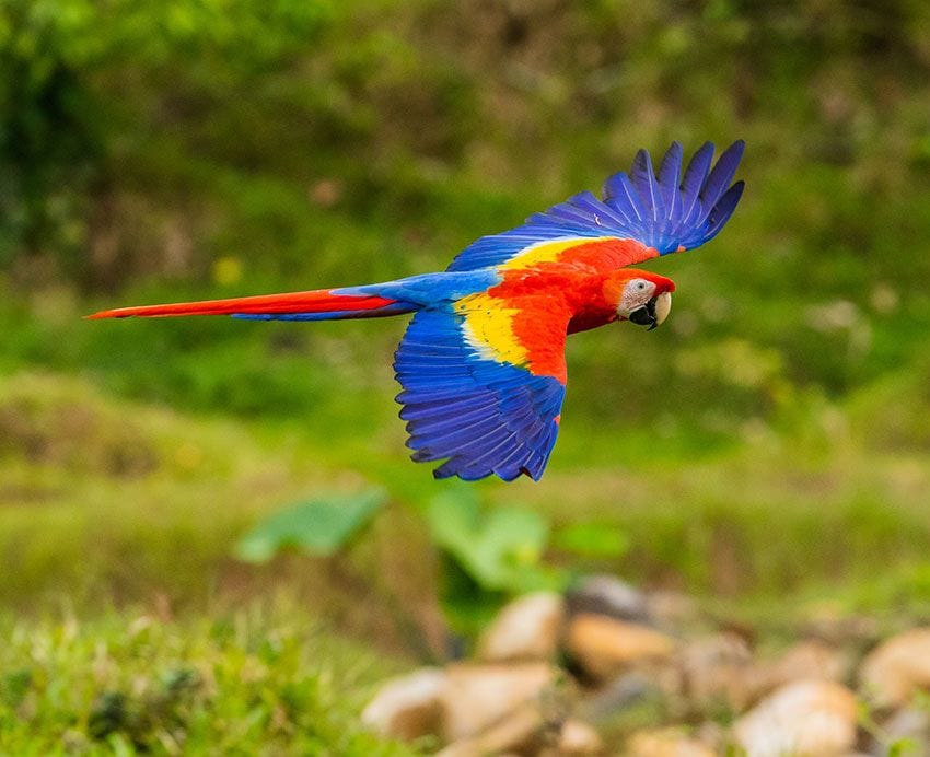 Fauna en Costa Rica, aves