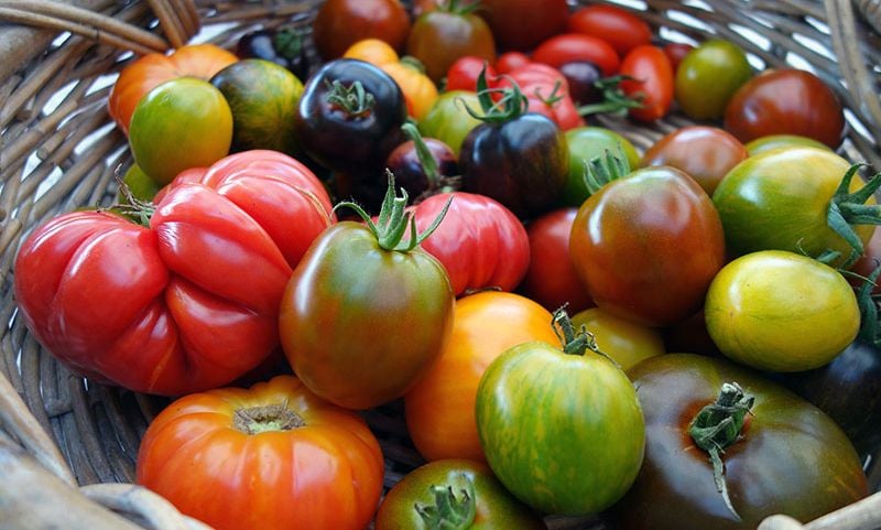 cultivar plantas tomateras 3