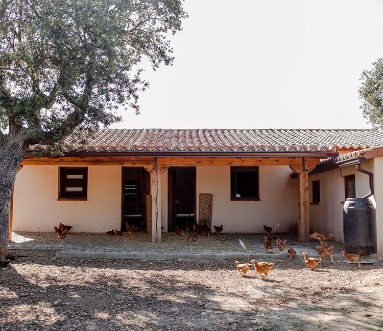 Pollos en libertad en la finca de Roostiq