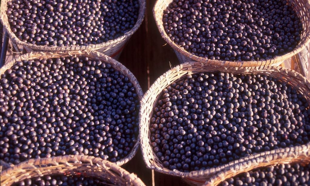 las bayas de acai son excelentes para el cuidado de la piel