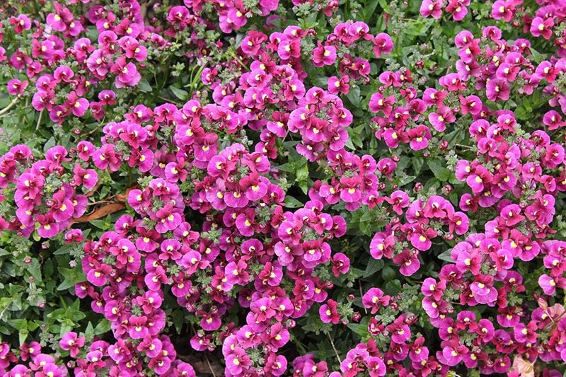 nemesia cuidados 5