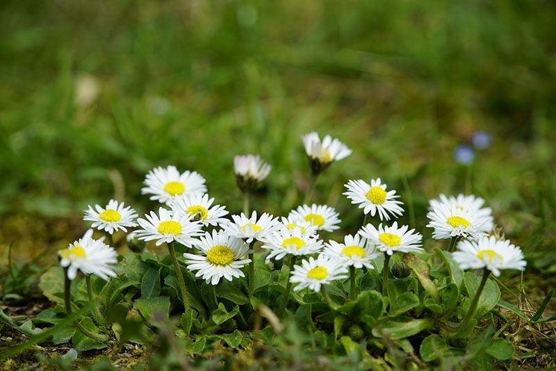 plantas flor otono 3