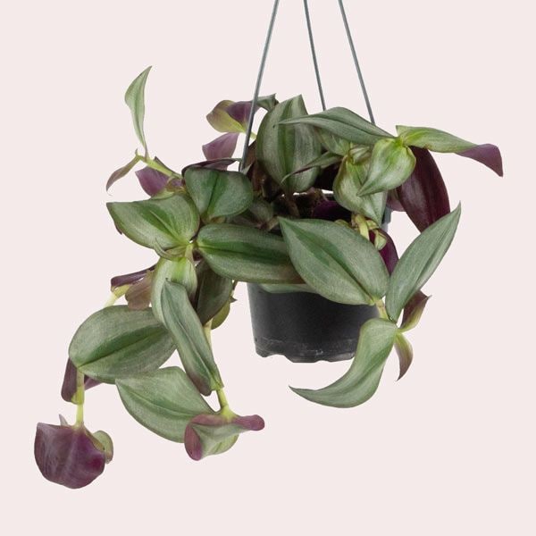 tradescantia zebrina