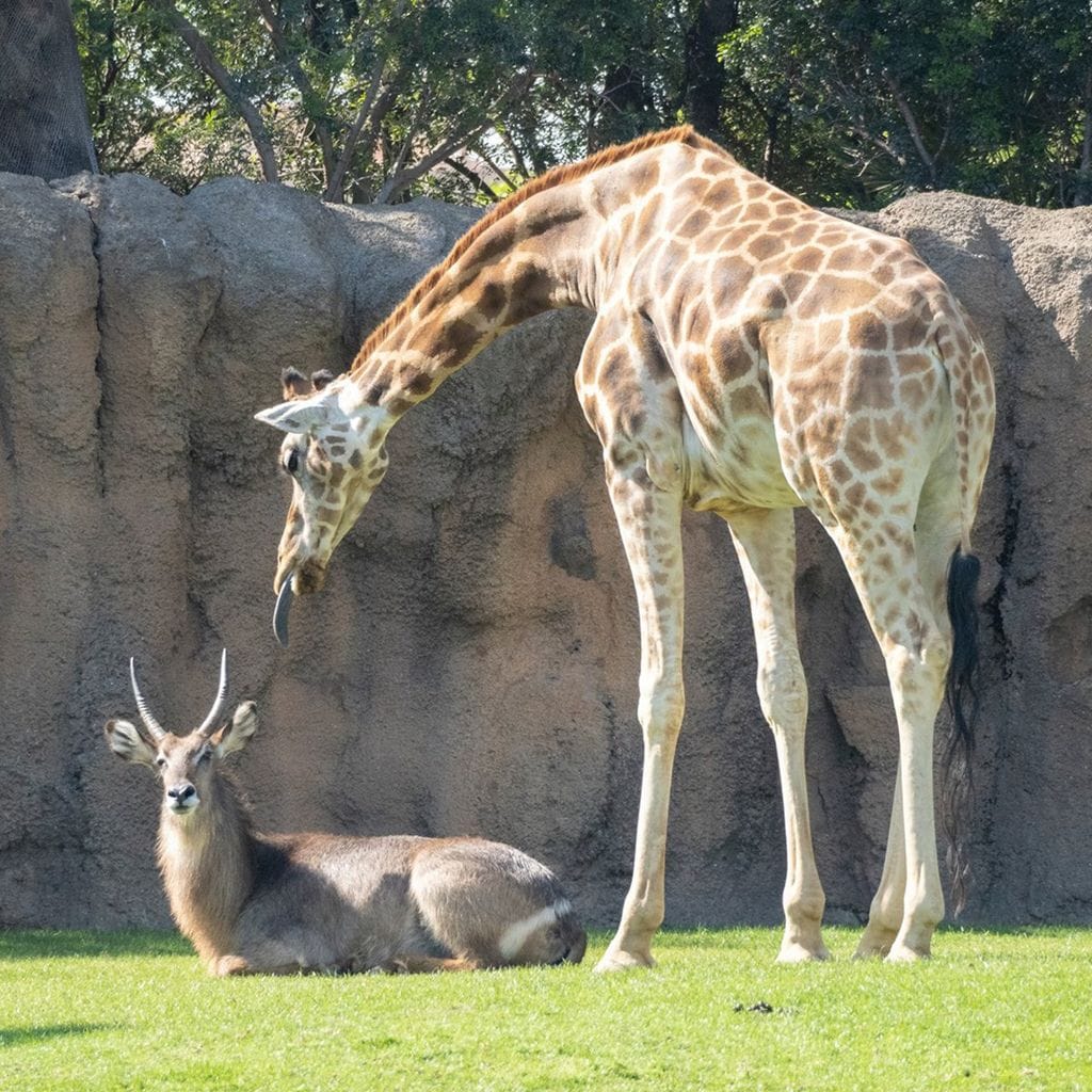 bioparc valencia espa a 