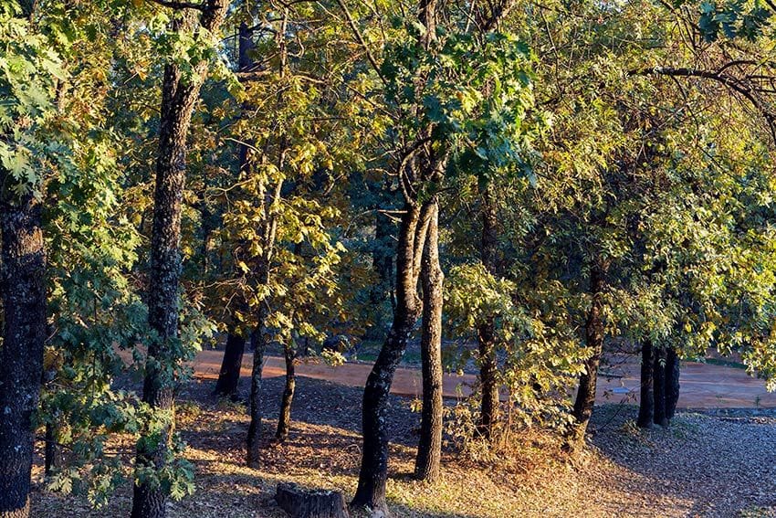 Bosques que rodean al santuario de Chilla, Ávila