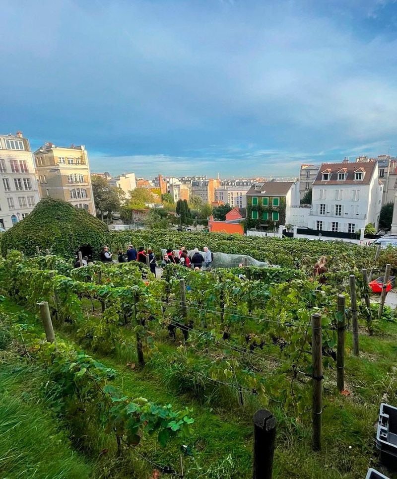 Vendimia en Montmartre, París