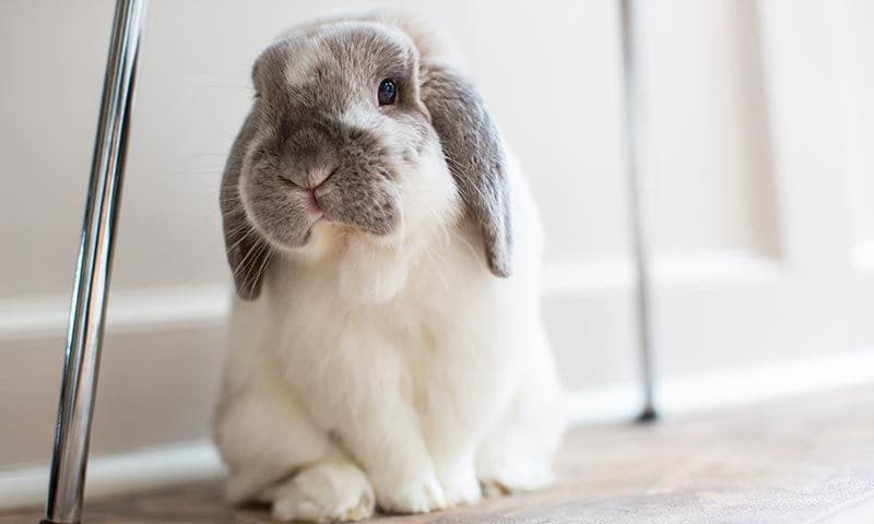 mini lop