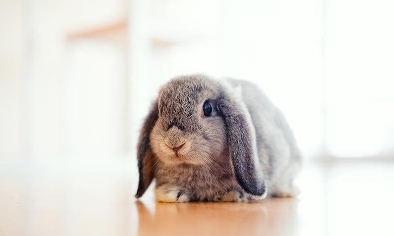 holland lop