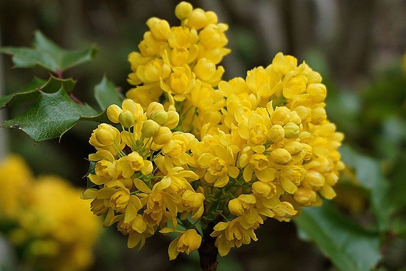 cuidados mahonia 9