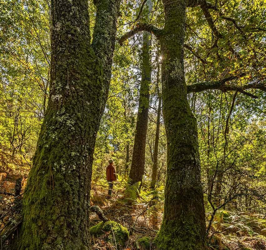 Bosque de la Fraga de Catasós en Pontevedra