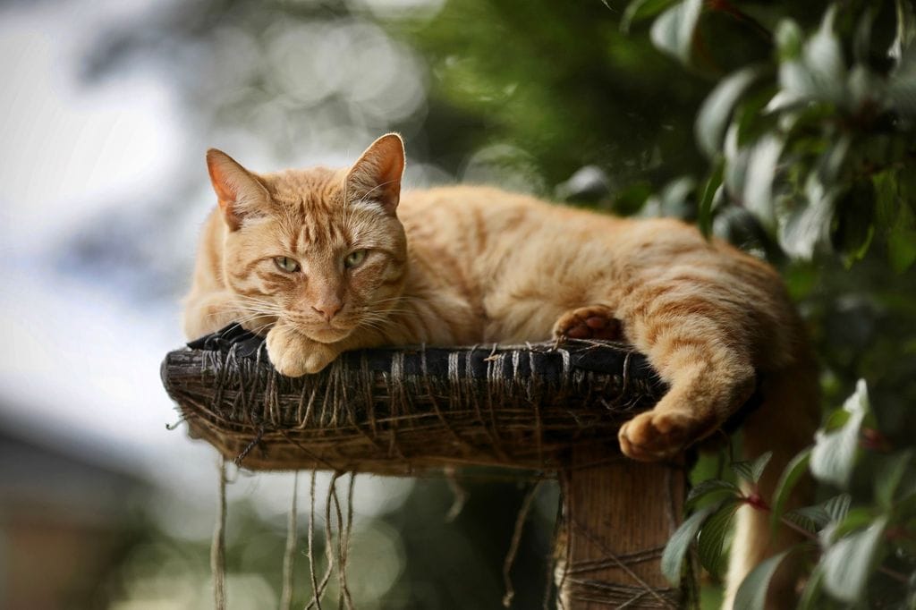 Gato recostado en una cama de jardín